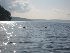 puget sound and seals